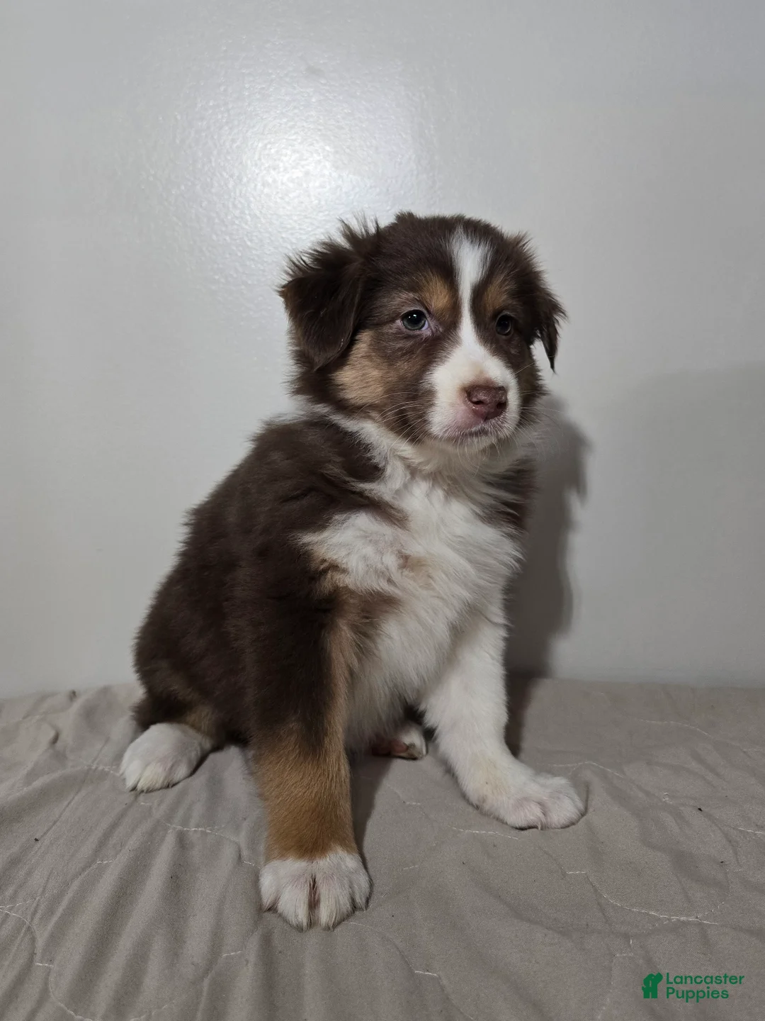 Australian Shepherd dogs for sale: Spice - Ad 3