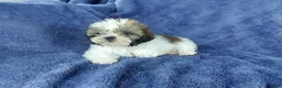 Shih Tzu dogs for sale: Willy - Ad 5