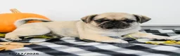 Pug dogs for sale: Poppy - Ad 4