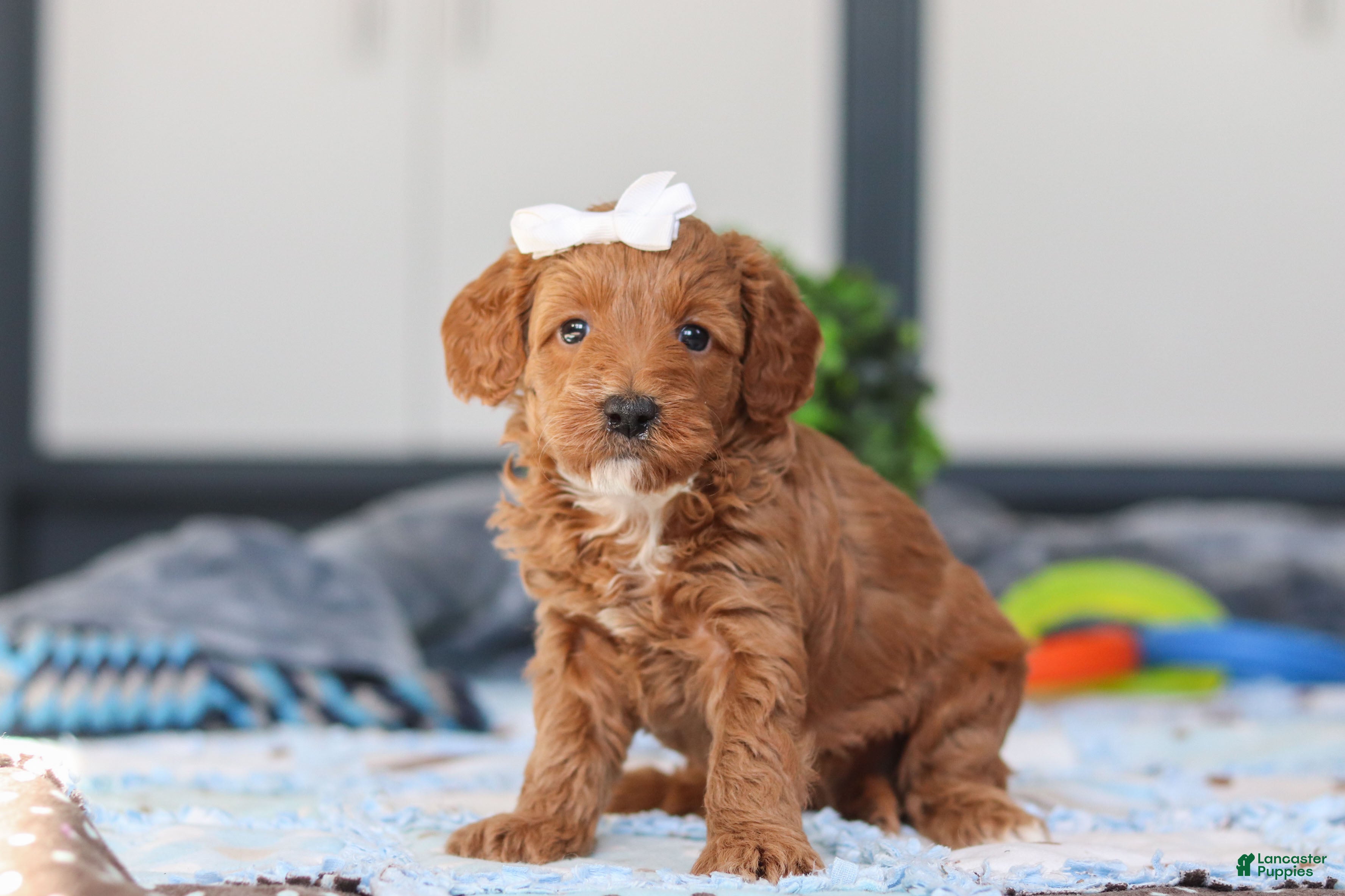 Mini Goldendoodle dogs Norma - Ad 2