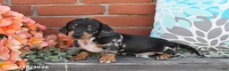 Miniature Dachshund dogs for sale: Fido - Ad 3