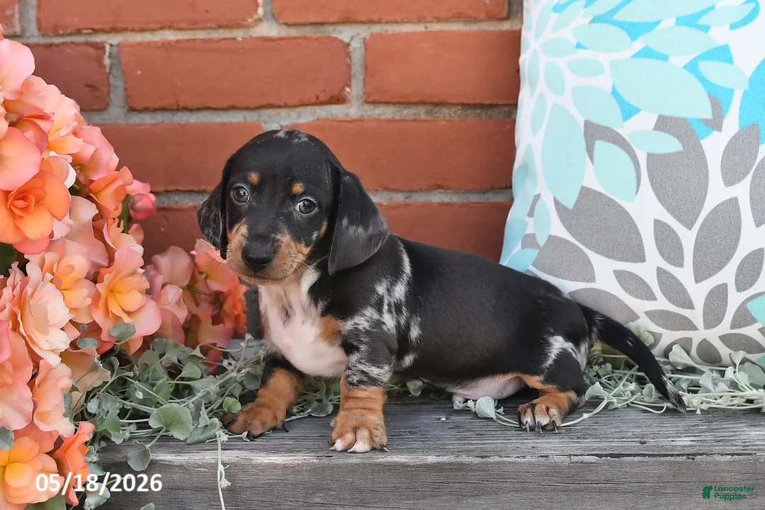 Miniature Dachshund dogs for sale: Fido - Ad 3