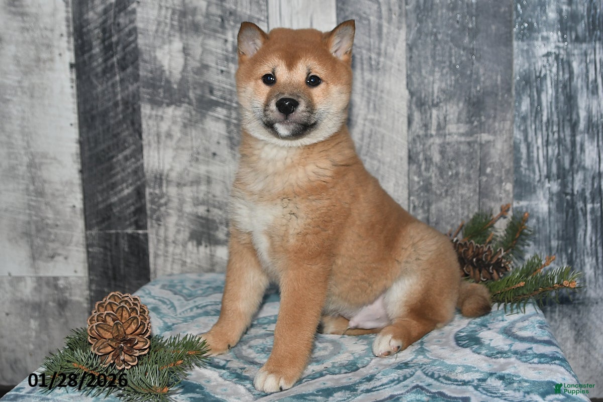 Shiba Inu dogs Parker - Ad 16