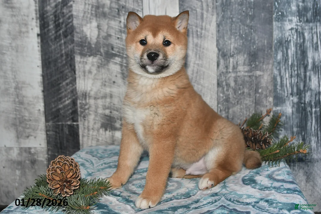 Shiba Inu dogs for sale: Parker - Ad 1