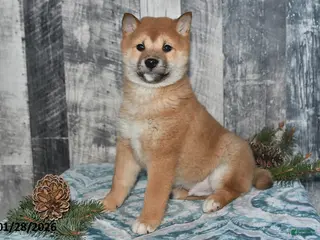 Shiba Inu dogs Parker - Ad 16