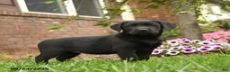 Labrador Retriever dogs for sale: Lavender - Ad 5