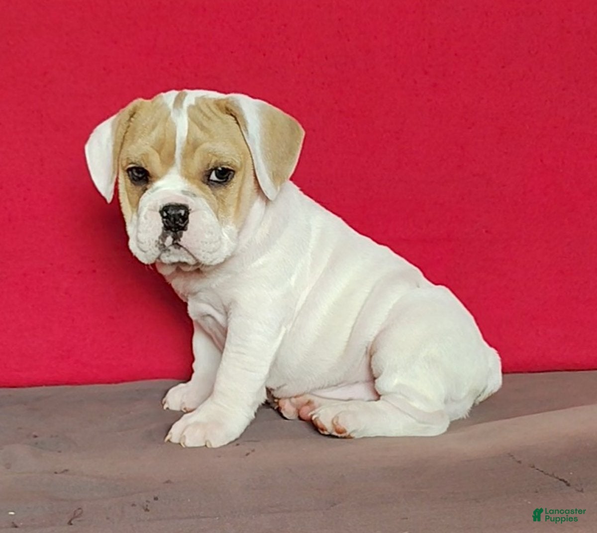 Bully Beagle Beagle Bull Puppy Bulldog Beagle Beagle Mix For Sale Beagle Mix  Boston Terrier, image size:1200x1072