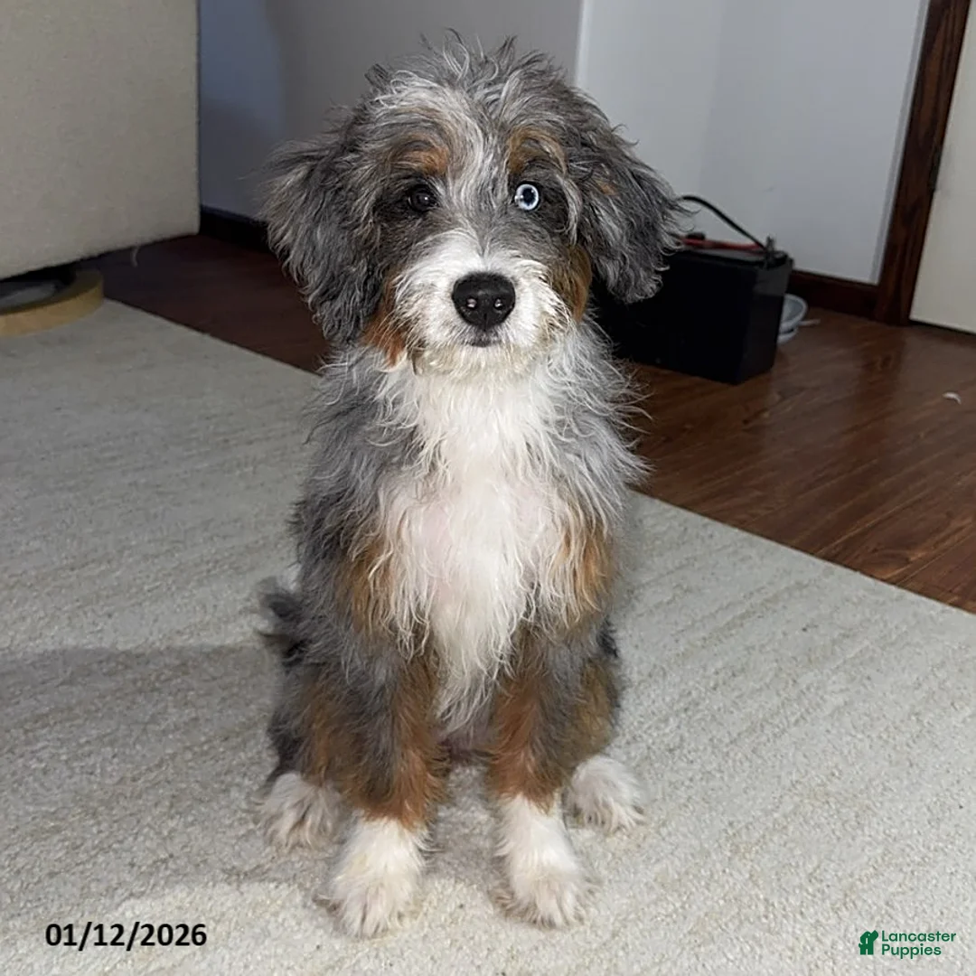 Mini Bernedoodle dogs for sale: Majorie - Ad 3