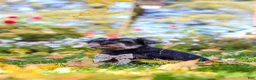Miniature Schnauzer dogs for sale: Leon - Ad 5