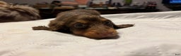 Miniature Dachshund dogs for sale: Russian AKC boy - Ad 4