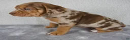 Beabull dogs for sale: Tucker - Ad 4