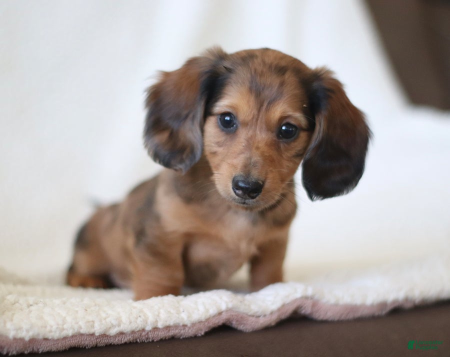 Miniature Dachshund dogs for sale: Wheeler - Ad 4