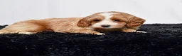 Mini Goldendoodle dogs for sale: Ms. Amber - Ad 7