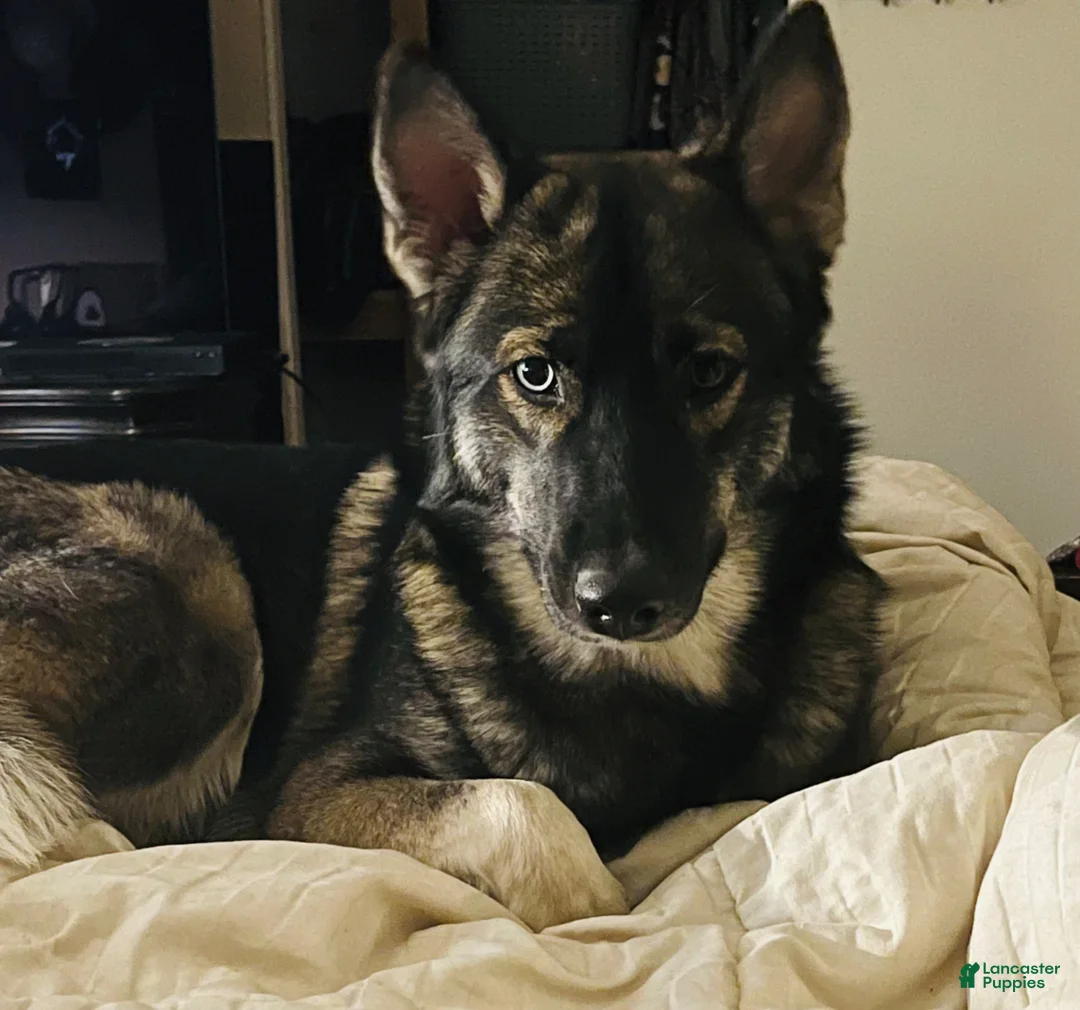 Gerberian Shepsky dogs for sale: Beth - Ad 6