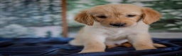Golden Retriever dogs for sale: Yellow - Ad 2