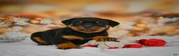 Rottweiler dogs for sale: Miles - Ad 4