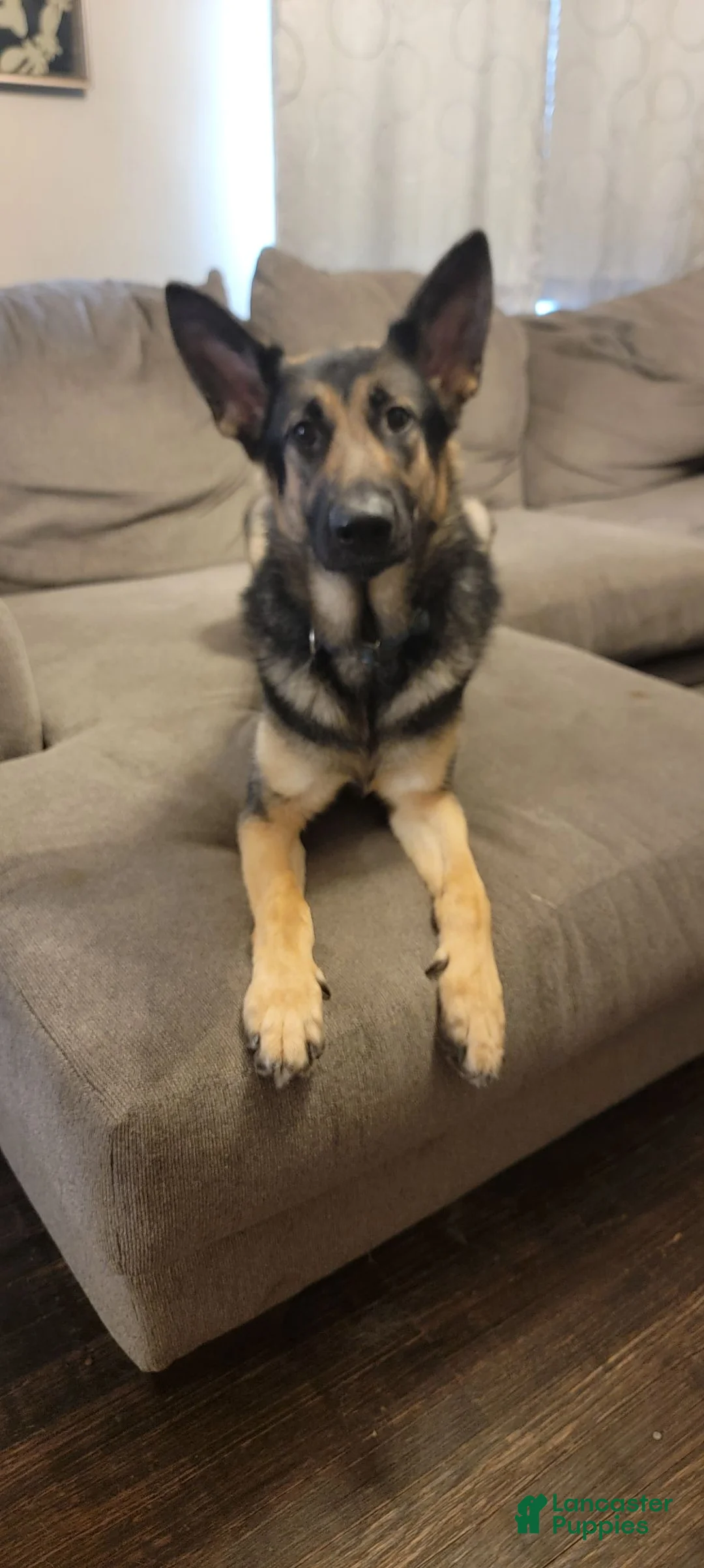 German Shepherd dogs for sale: German Shepherd 1 - Ad 2