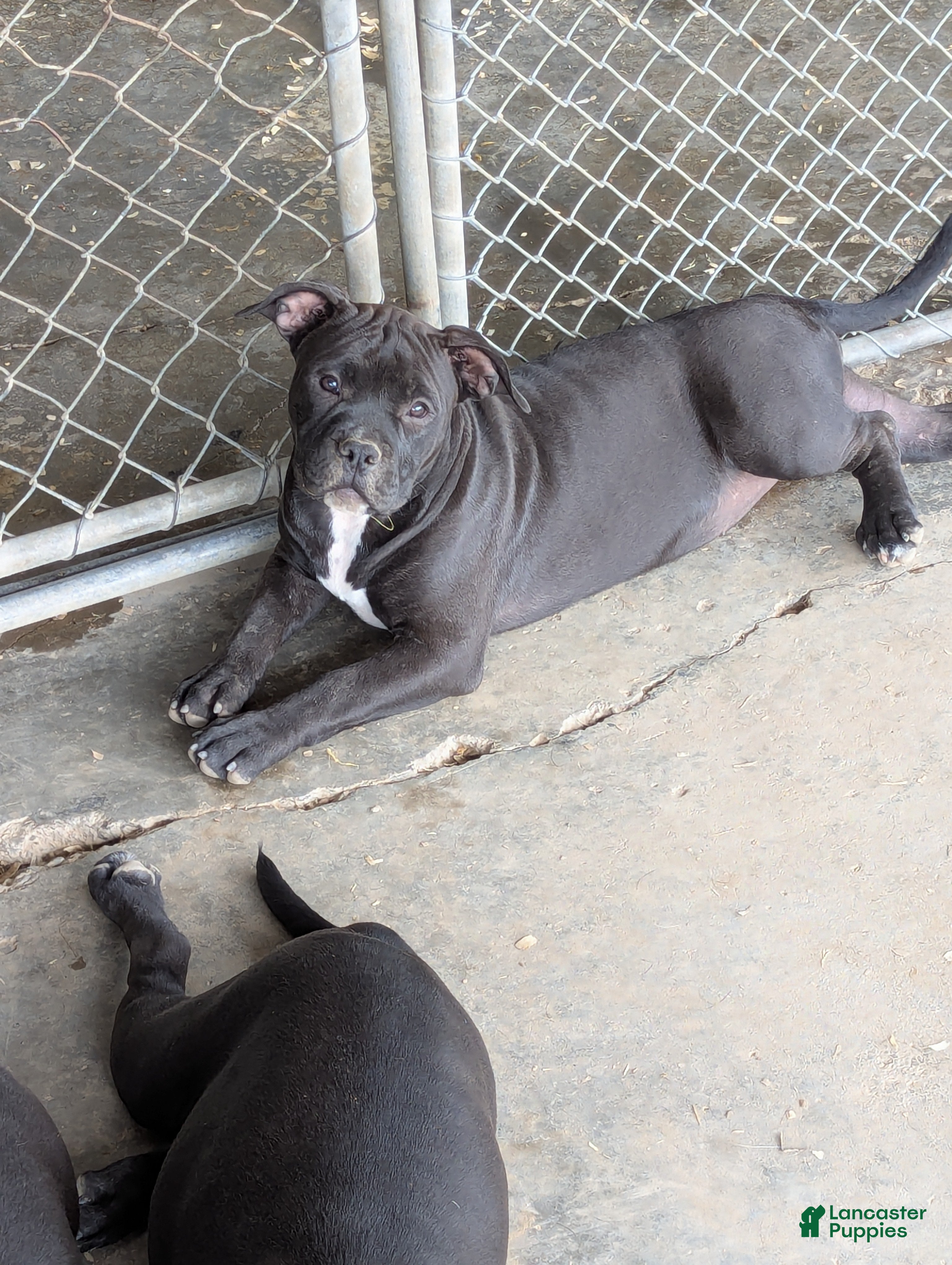American Bully dogs American Bully orange - Ad 1