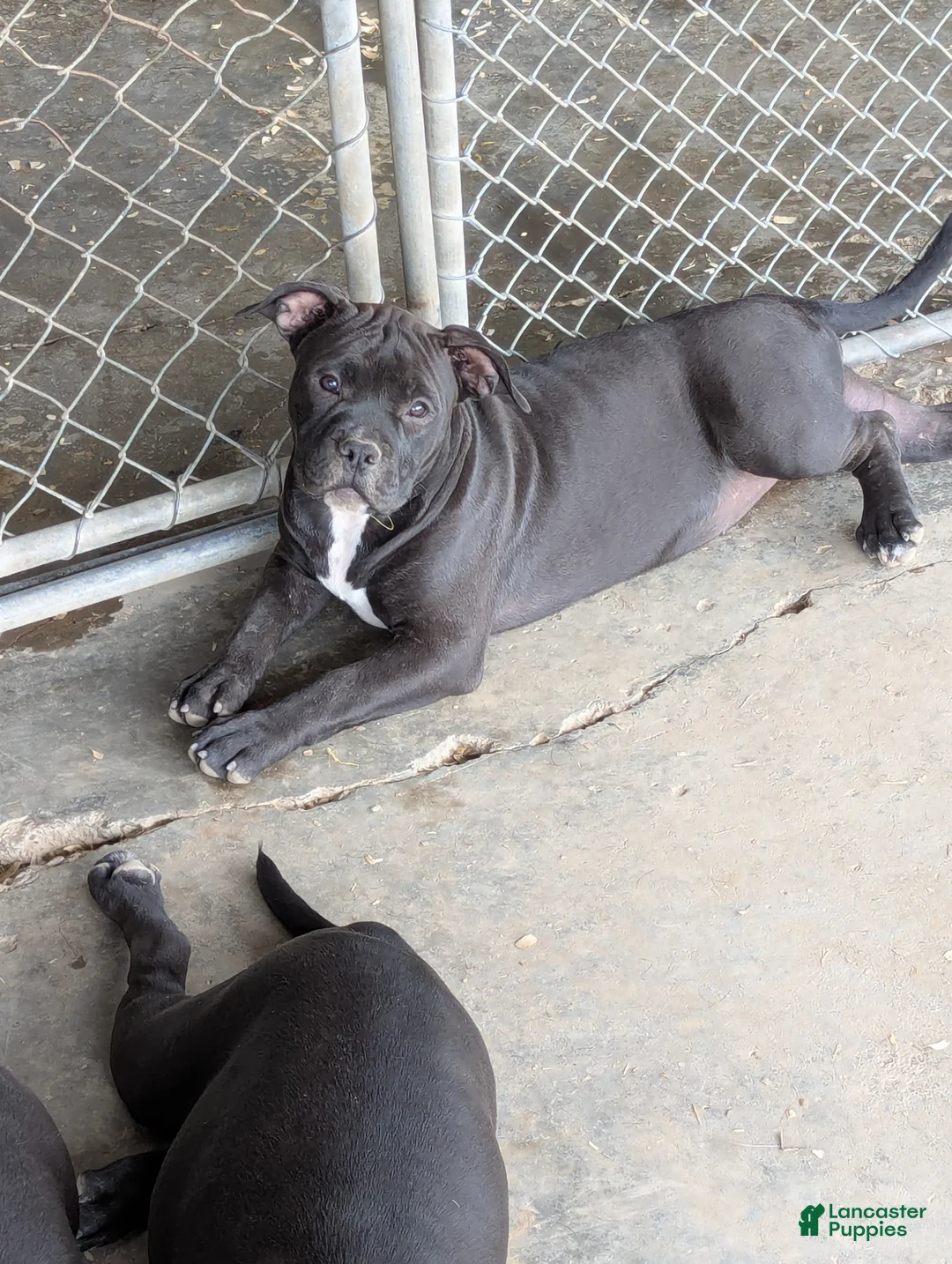 American Bully dogs for sale: American Bully orange - Ad 1