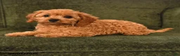 Cavapoo dogs for sale: Indy - Ad 4