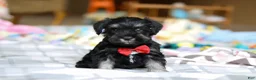 Miniature Schnauzer dogs for sale: Charlie - Ad 7