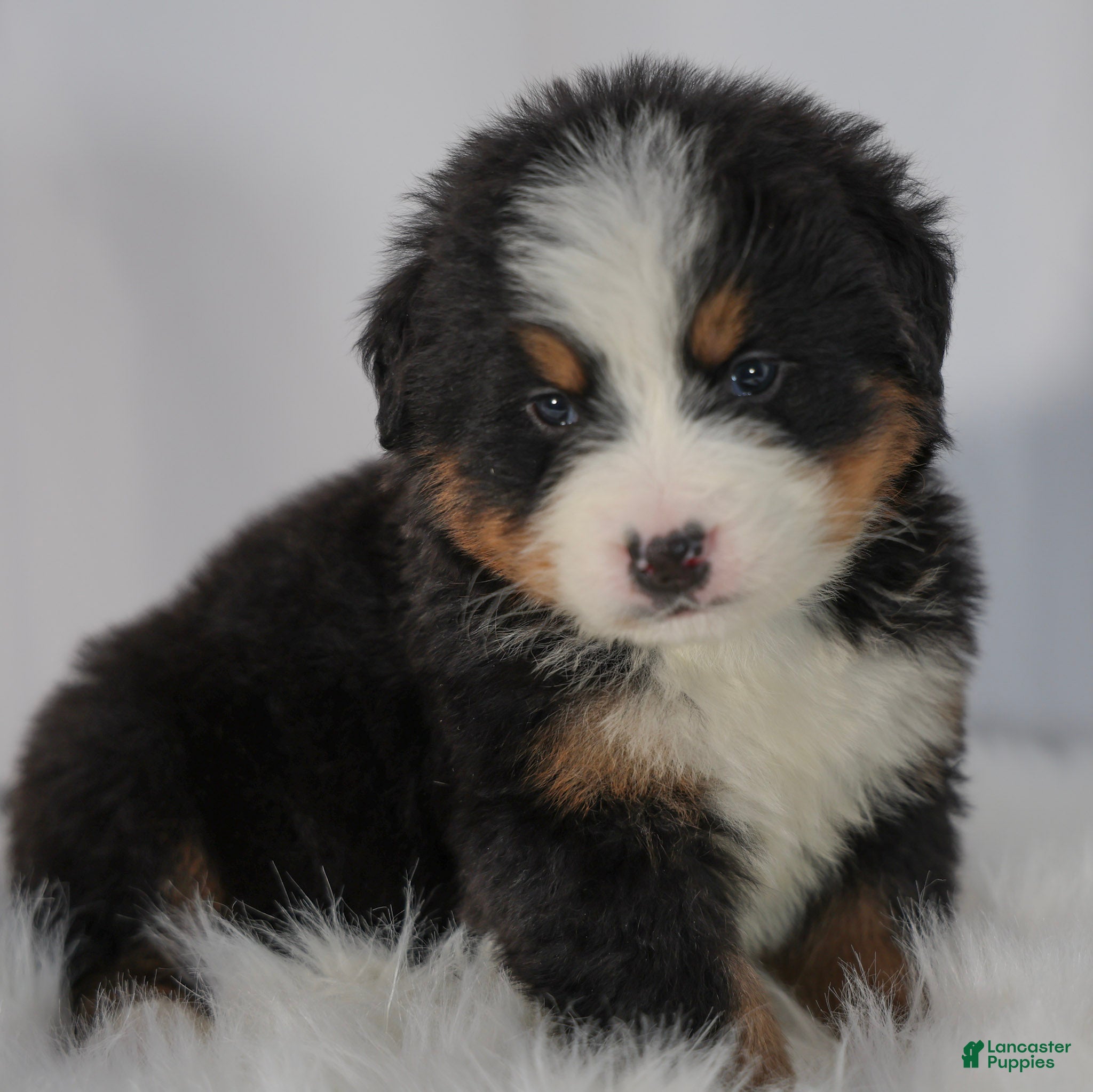 Bernese Mountain Dog dogs Bernese Mountain Dog Puppy 1 - Ad 2