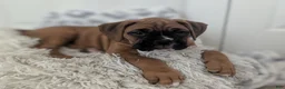 Boxer dogs for sale: Sienna - Ad 6