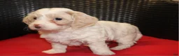 Mini Goldendoodle dogs for sale: Ruby - Ad 5