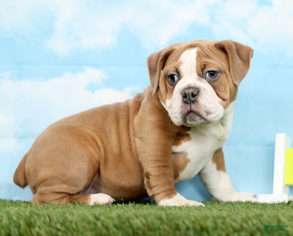 Olde English Bulldogge dogs Olde English Bulldogge Puppy 1 - Ad 1
