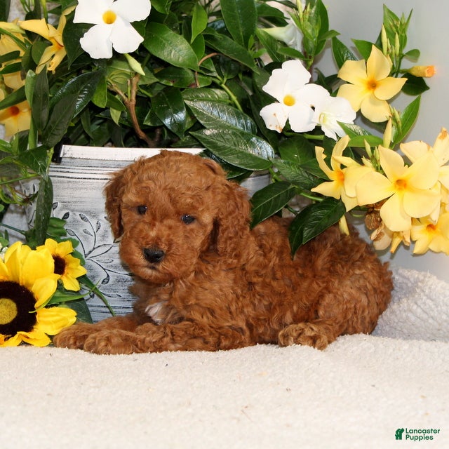 Mini Goldendoodle dogs for sale: Vlad - Ad 3
