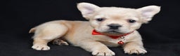 French Bulldog dogs for sale: Maverick  - Ad 8