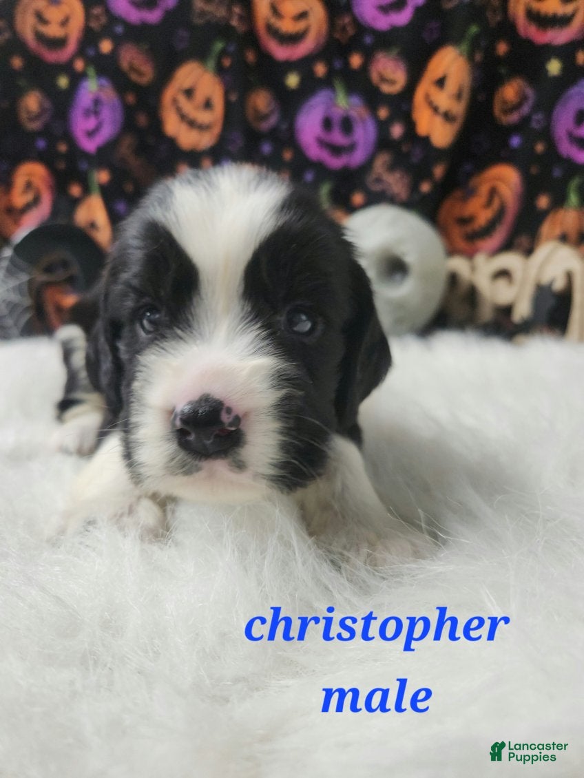 English Springer Spaniel dogs Christopher  - Ad 35