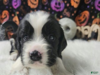 English Springer Spaniel dogs Christopher - Ad 28