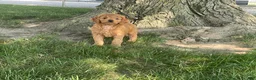 Mini Goldendoodle dogs for sale: Milie Mini Goldendoodle  - Ad 5