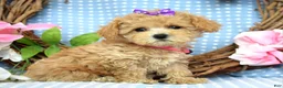 Maltipoo dogs for sale: Molly Xsmall - Ad 5