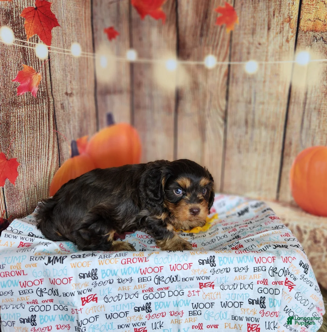 Cavapoo dogs for sale: Jack - Ad 1