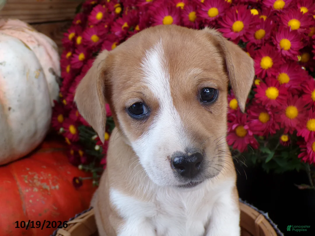 Jug dogs for sale: Casper - Ad 1