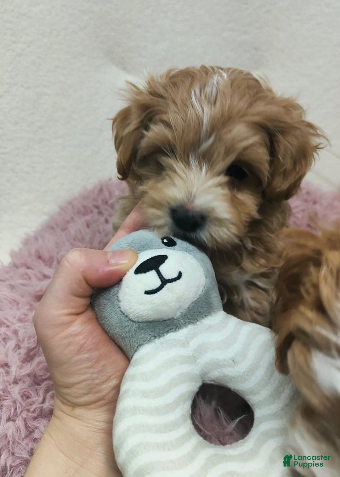 Maltipoo dogs for sale: Ella - Ad 13