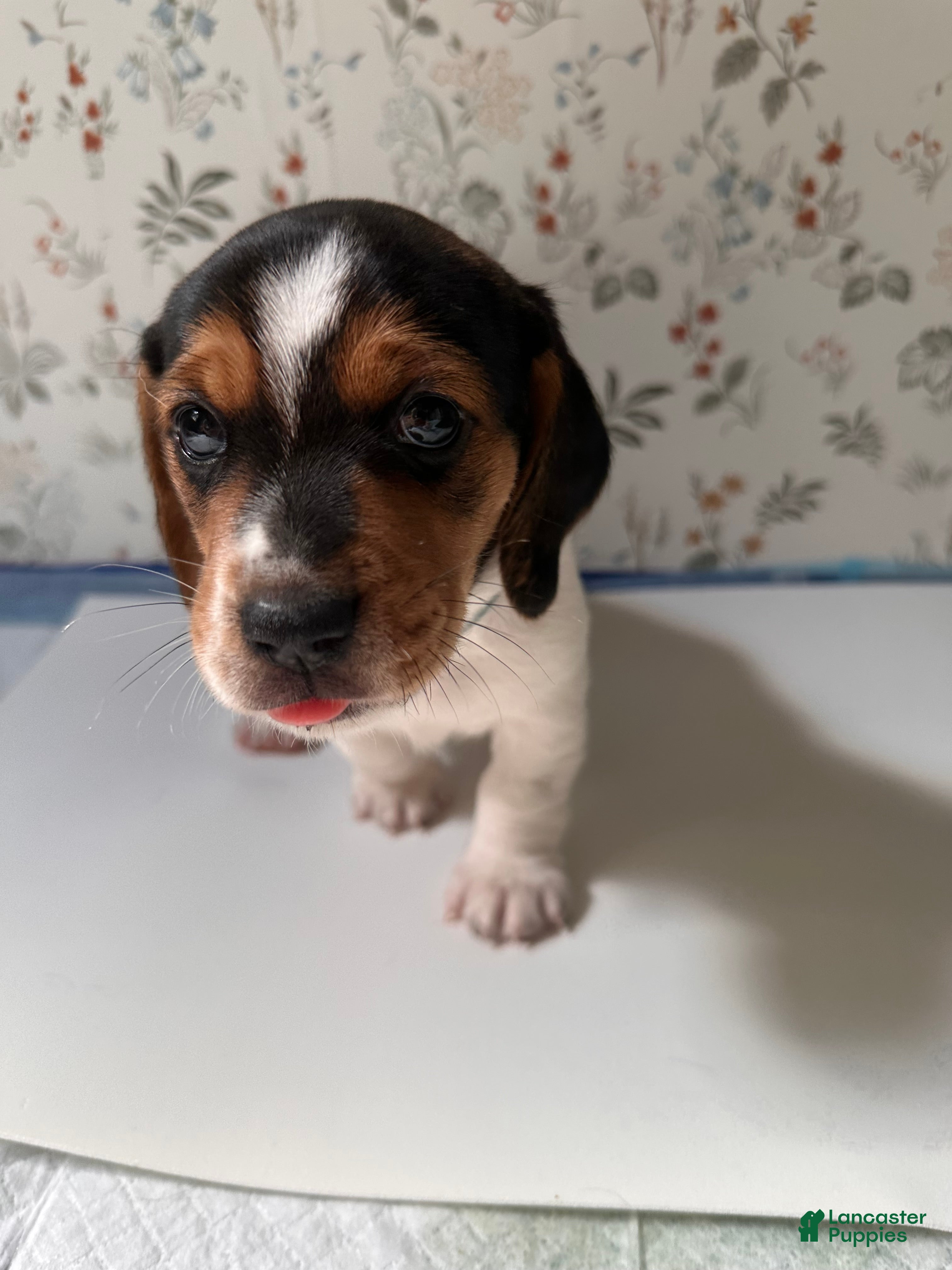 Mixed Breed dogs Marlin - Ad 12