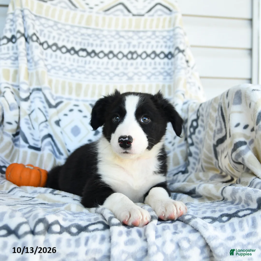 Border Collie dogs for sale: Evan - Ad 3