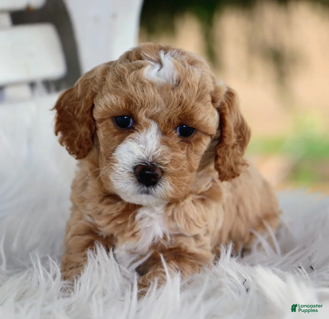 Mixed Breed dogs for sale: Khloe - Ad 2