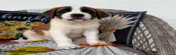 Saint Bernard dogs for sale: Macks - Ad 2