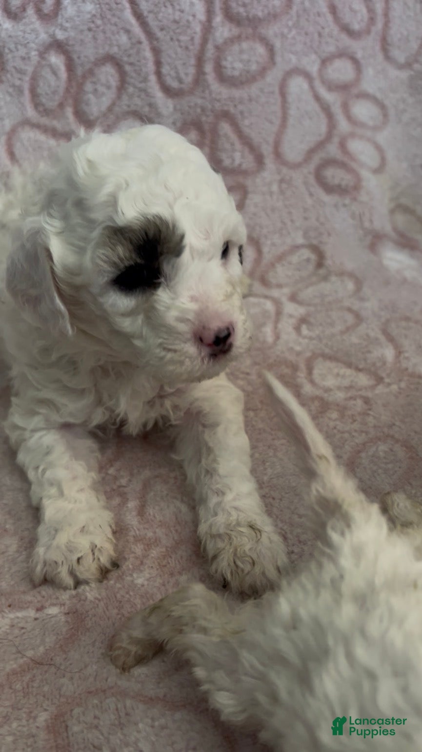 Miniature Poodle dogs Miniature Poodle Puppy 3 - Ad 5