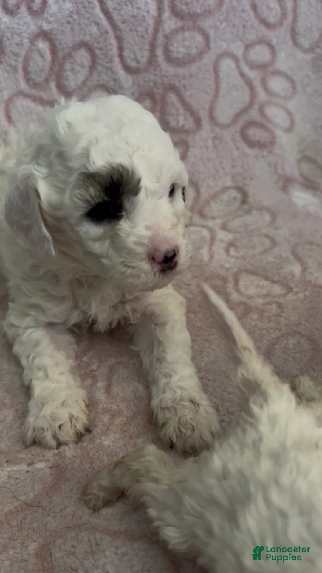 Miniature Poodle dogs for sale: Miniature Poodle Puppy 3 - Ad 1