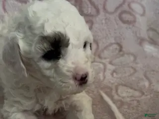 Miniature Poodle dogs Miniature Poodle Puppy 3 - Ad 5