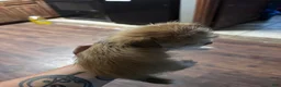 Mixed Breed dogs for sale: Mixed Breed 2 - Ad 2