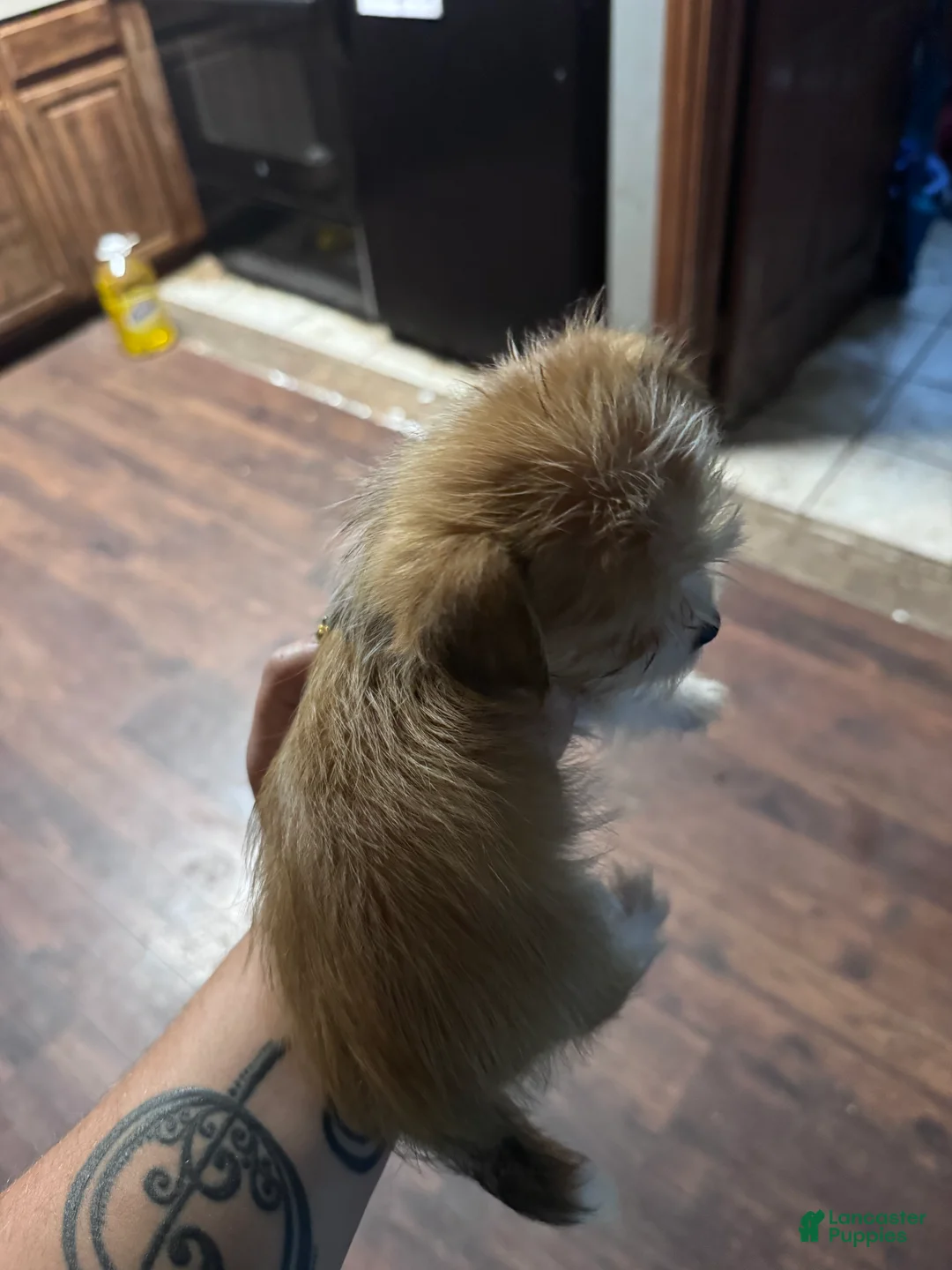 Mixed Breed dogs for sale: Mixed Breed 2 - Ad 2