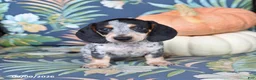 Miniature Dachshund dogs for sale: Happy - Ad 5