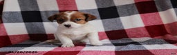 Jack Russell Terrier dogs for sale: Sweetheart - Ad 3
