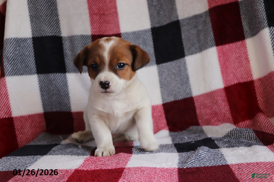 Jack Russell Terrier dogs for sale: Sweetheart - Ad 3
